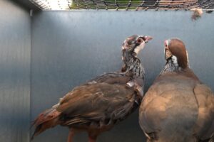 These pictures are of the Park Farm Flintshire investigation.