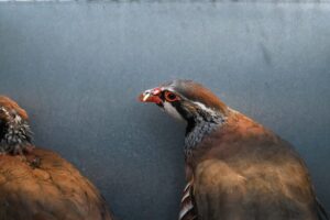 These pictures are of the Park Farm Flintshire investigation.