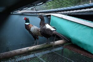 These pictures are of Bettws Hall Farm, Powys.