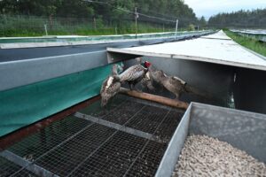These pictures are of Bettws Hall Farm, Powys.