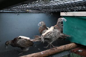These pictures are of Bettws Hall Farm, Powys.