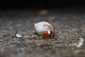 Pictures from Heart of England and Bettws Hall