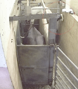 PJ Hayman investigation