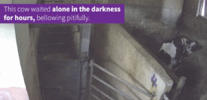 PJ Hayman investigation