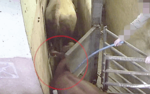 PJ Hayman investigation