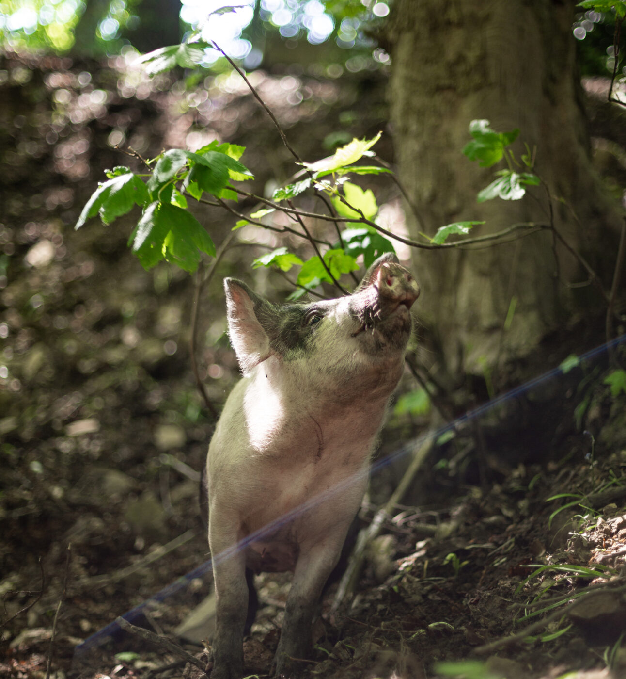 Rescued pig sniffing at woodland foliage
