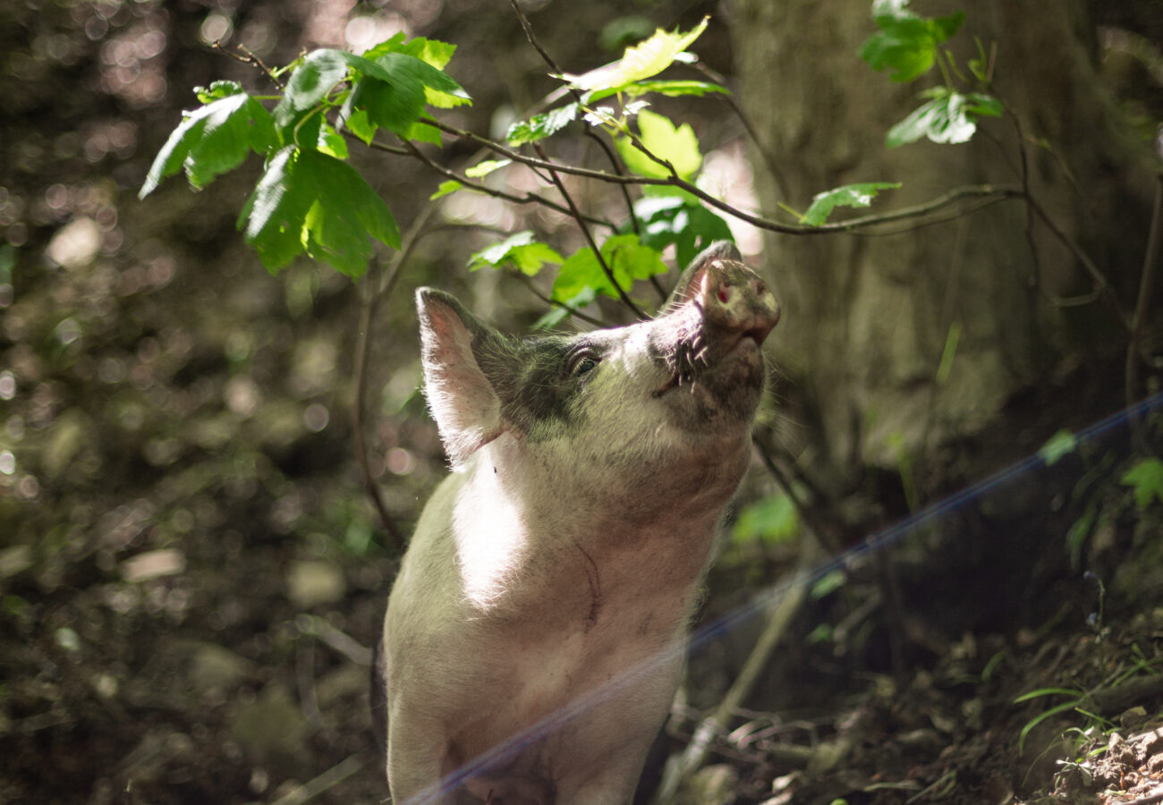 Rescued pig sniffing at woodland foliage