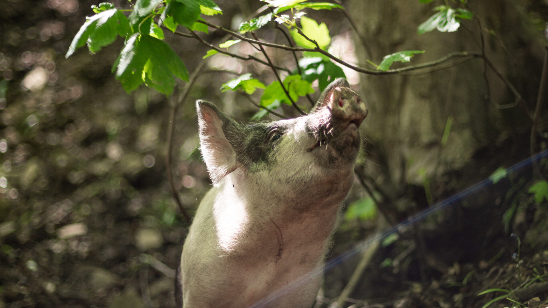 Rescued pig sniffing at woodland foliage