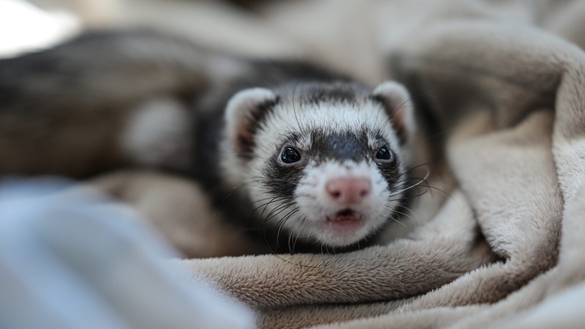 Rescued ferret peers out from a blanket