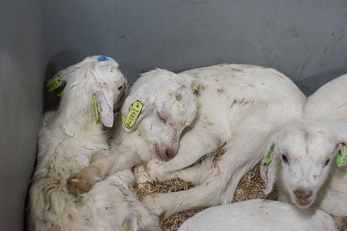 Baby goats lying together, isolated from their mothers.