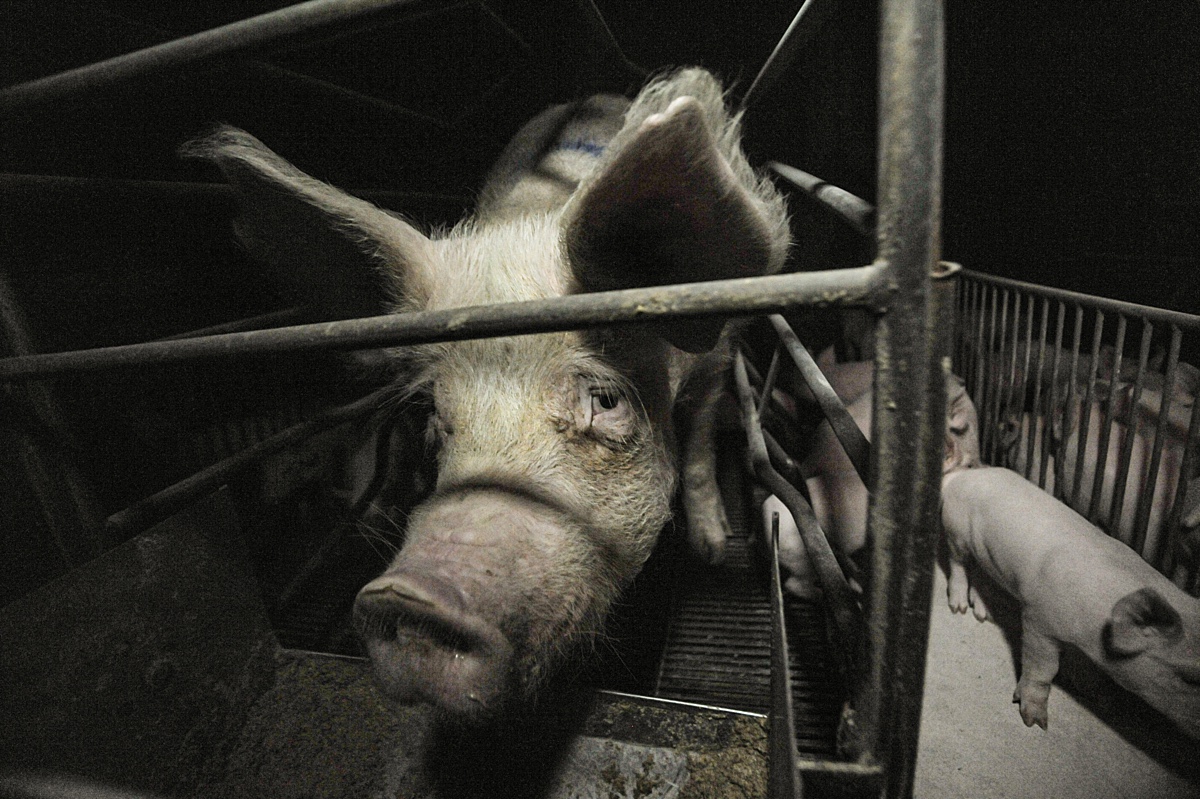 A mother pig looks through the bars of her crate