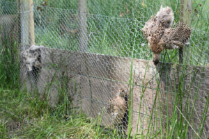 Dead birds found on Natural Resources Wales’ land