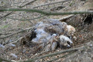 Dead birds found on Natural Resources Wales’ land