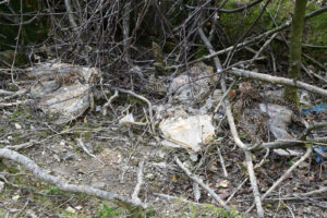 Dead birds found on Natural Resources Wales’ land
