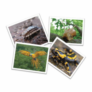 AnimalKind Lesson 1 - Laminated Animal Pictures