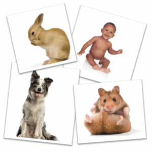 AnimalKind Lesson 2 - Laminated Animal Pictures