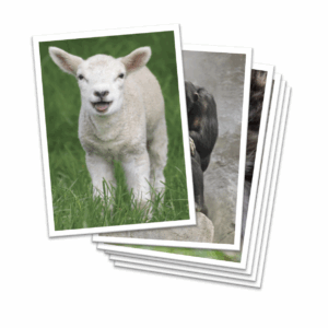 AnimalKind Lesson 8 - The Needs Of Animals