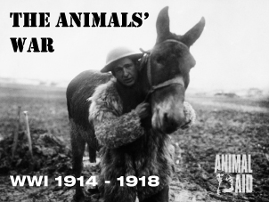 Donkey and soldier