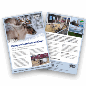 Tidings of Comfort and Joy? (A5 leaflet)
