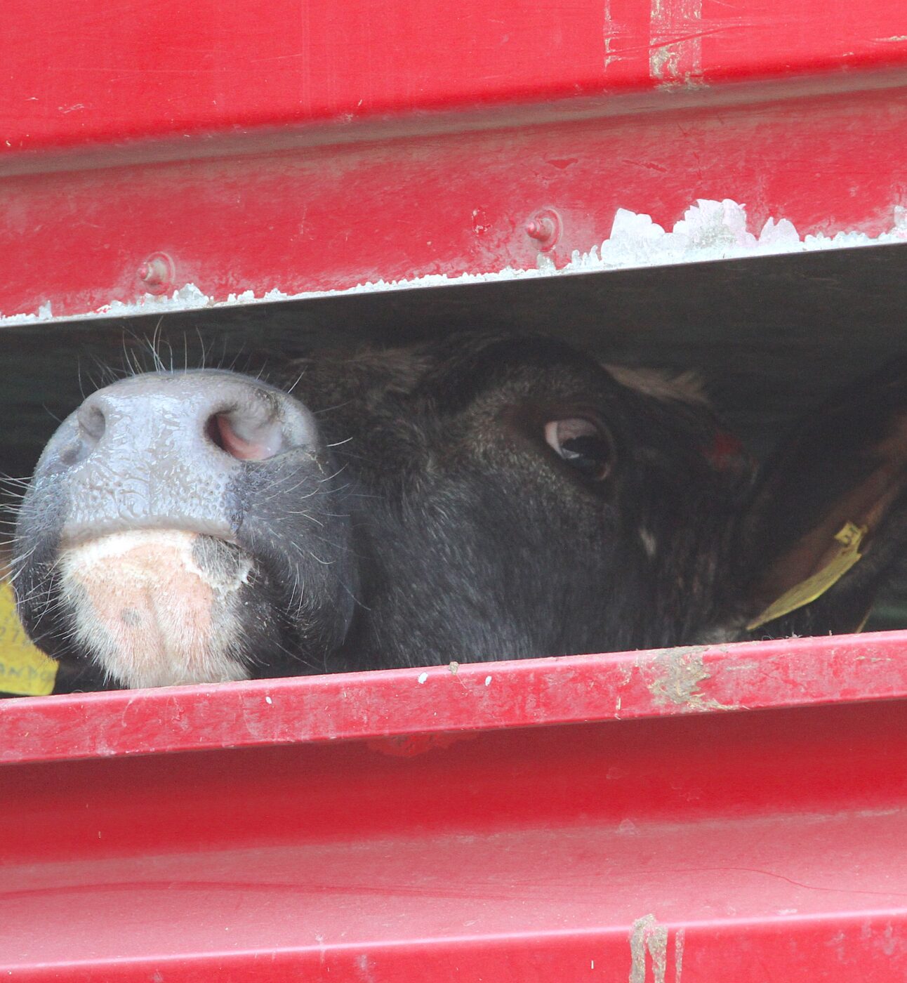 Cow inside slaughterhouse truck