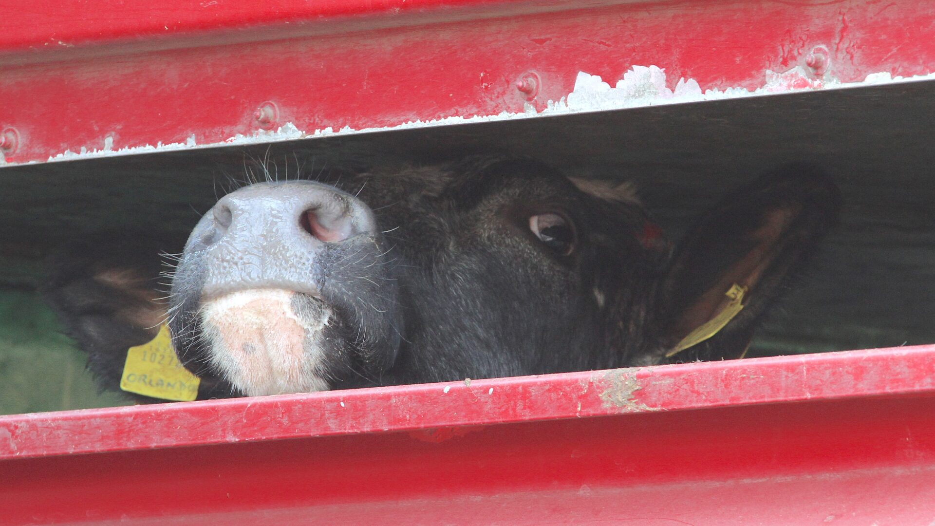 Cow inside slaughterhouse truck