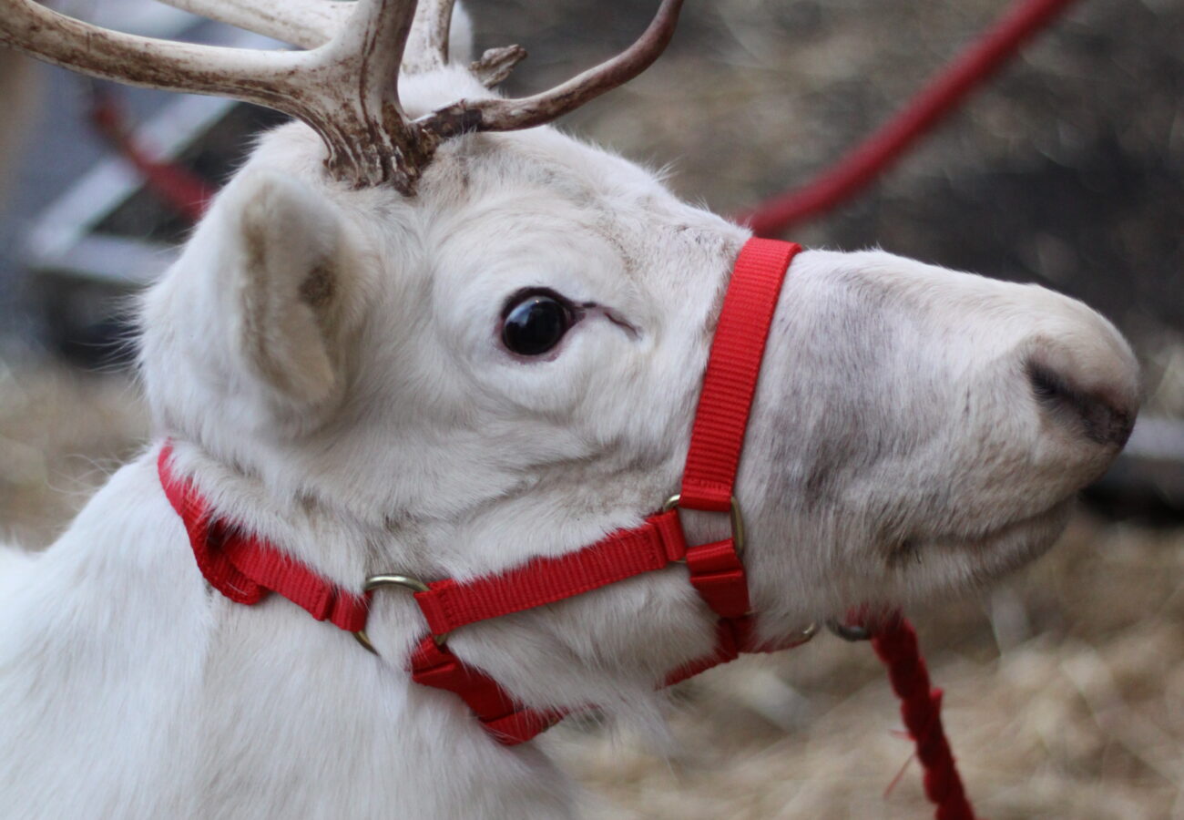 reindeer at Wincanton 2025