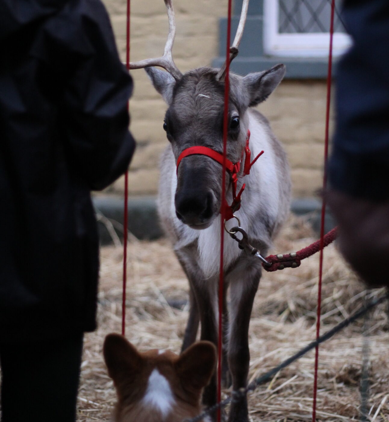 a reindeer at Wincanton 2025