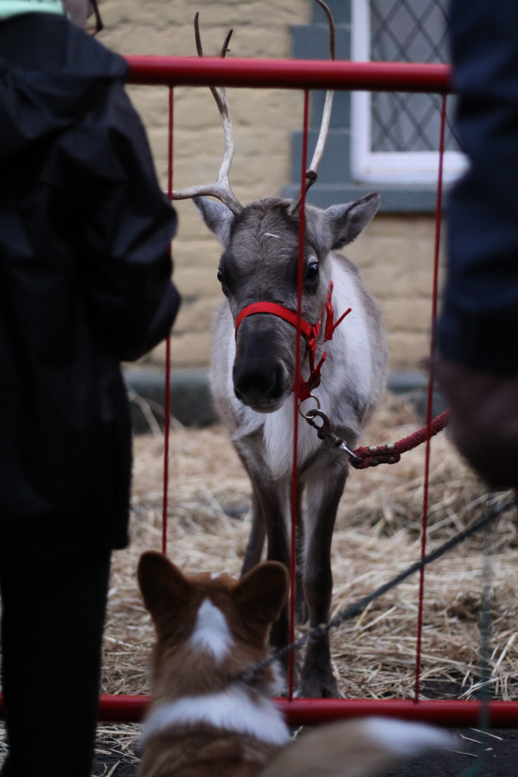 a reindeer at Wincanton 2025