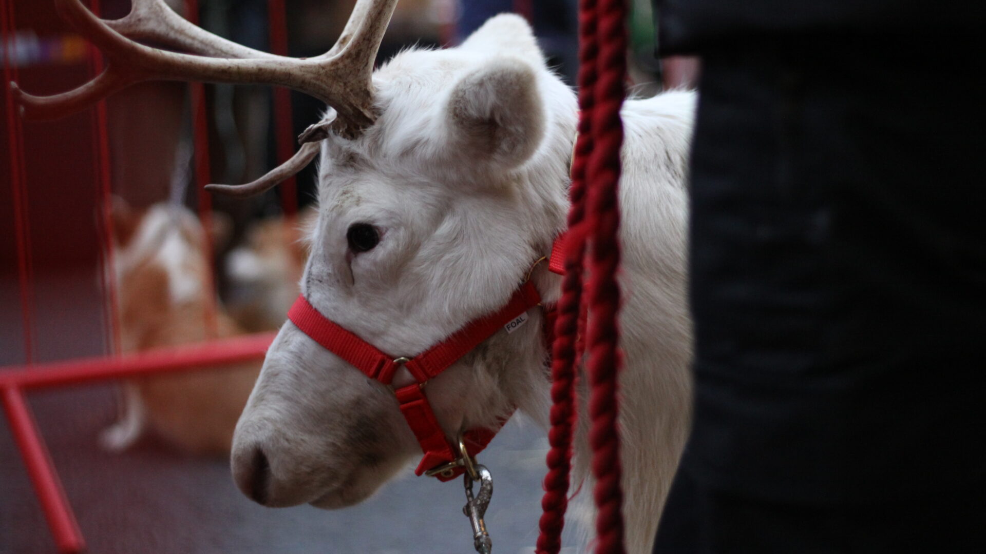 reindeer at Wincanton 2025