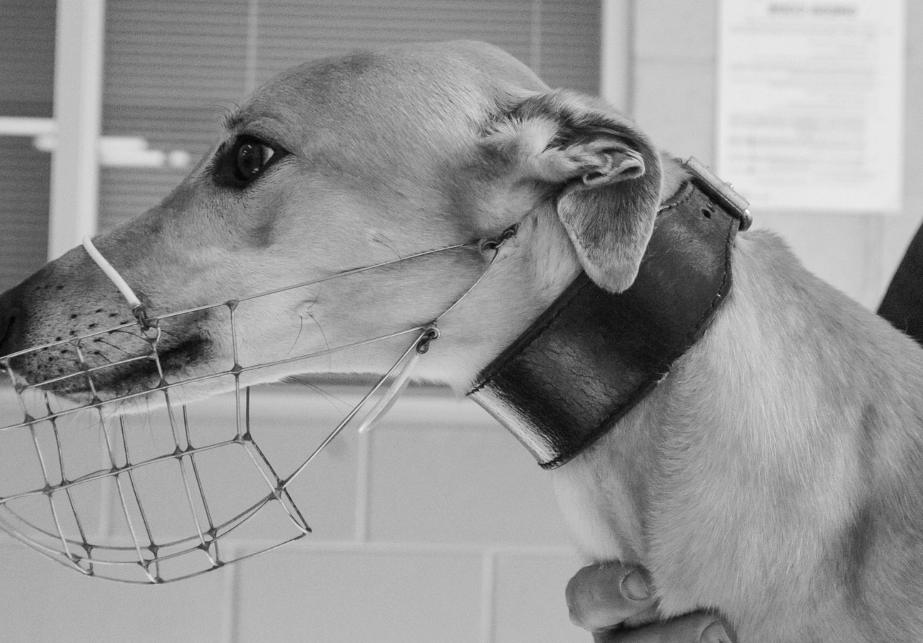 greyhound racing image