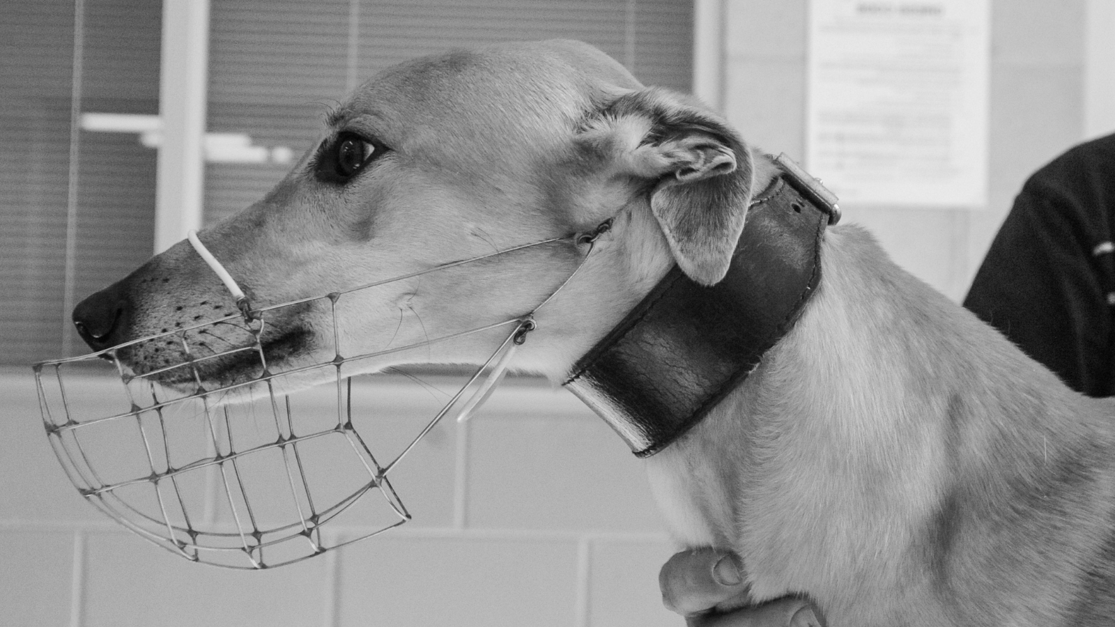 greyhound racing image