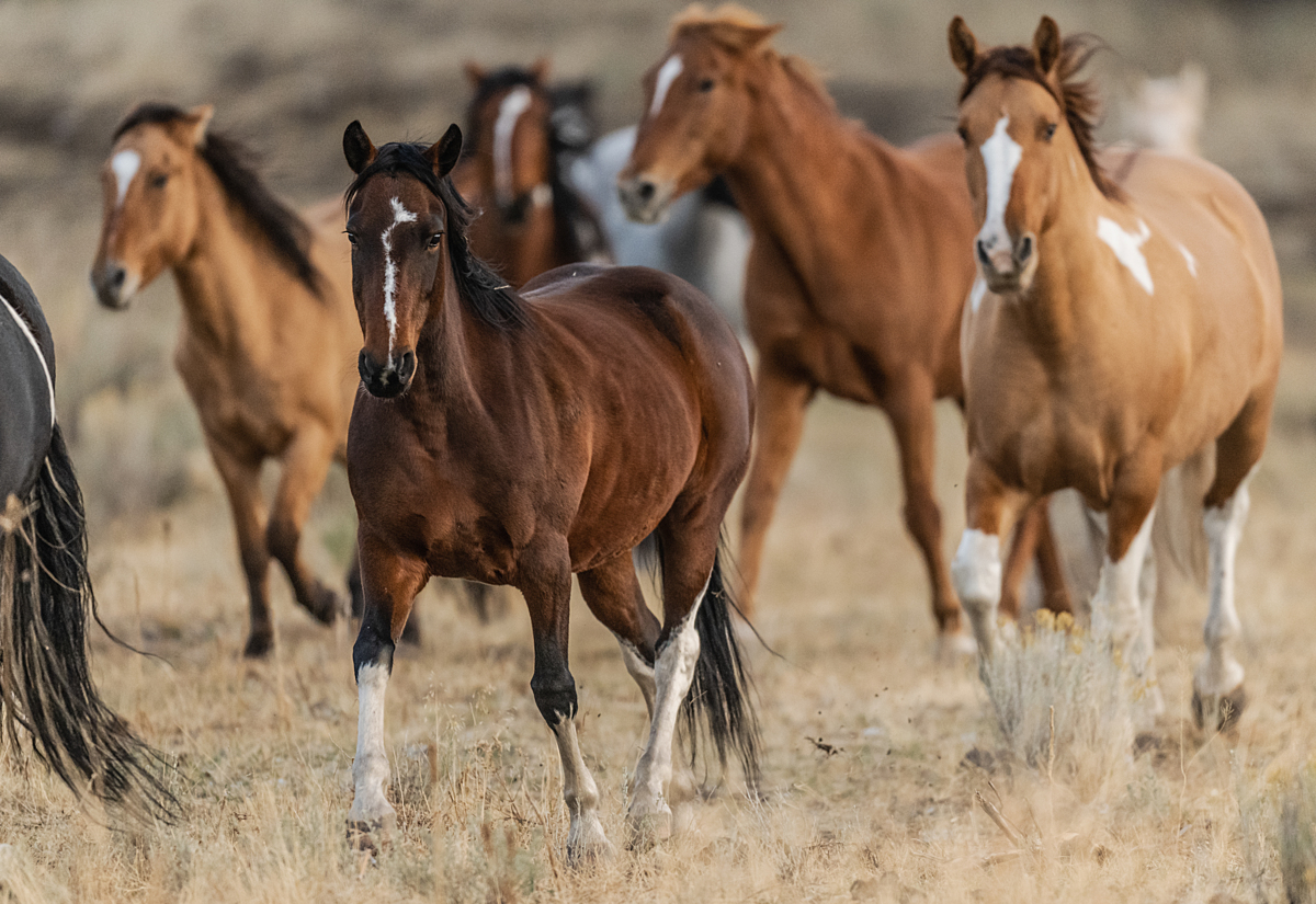 Horses run freely in a natural, sanctuary space. The image accompanies an article that proposes we must look beyond animal suffering to other attributes, like affording them agency, autonomy, and dignity.