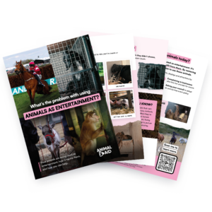 Animals as Entertainment (A5 leaflet)